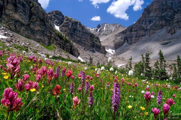colorado wildflowers