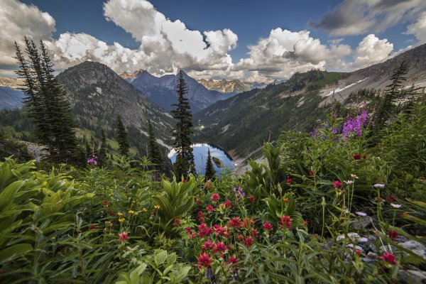 альпийские луга новая зеландия