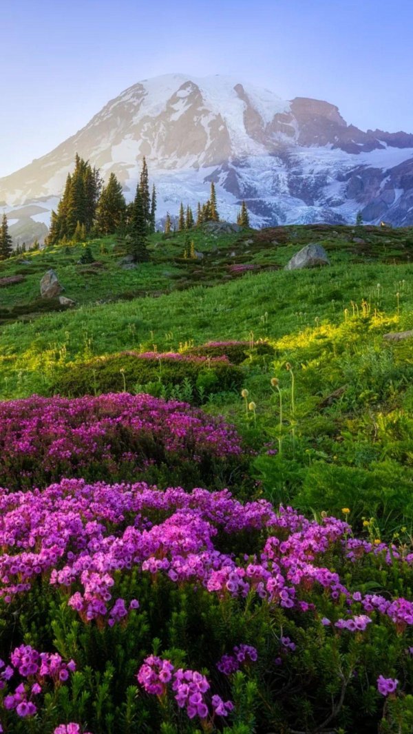 mt rainier national park
