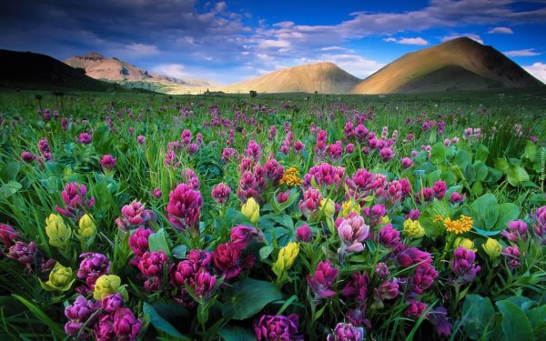 луг с цветами