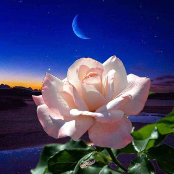 ночной цветок