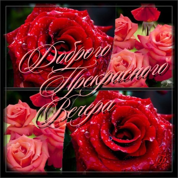 вечерние розы