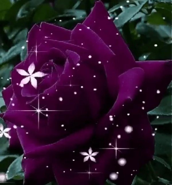 фиолетовая роза