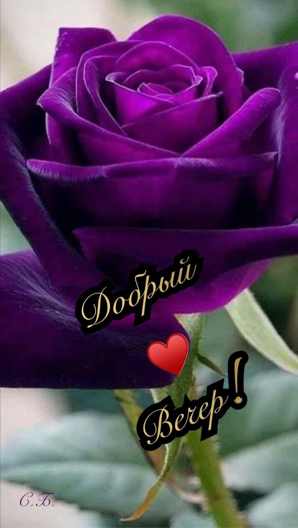 роза пурпл