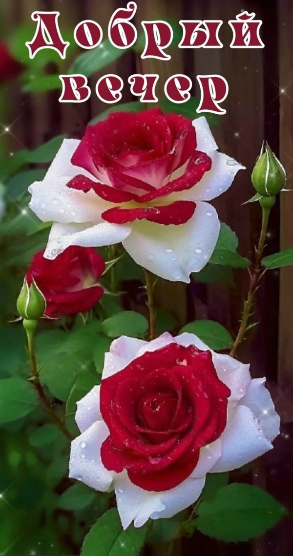 роза осирия