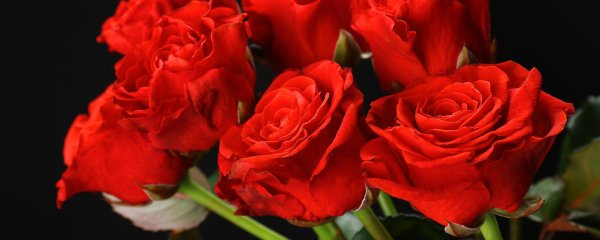 роза эль торо