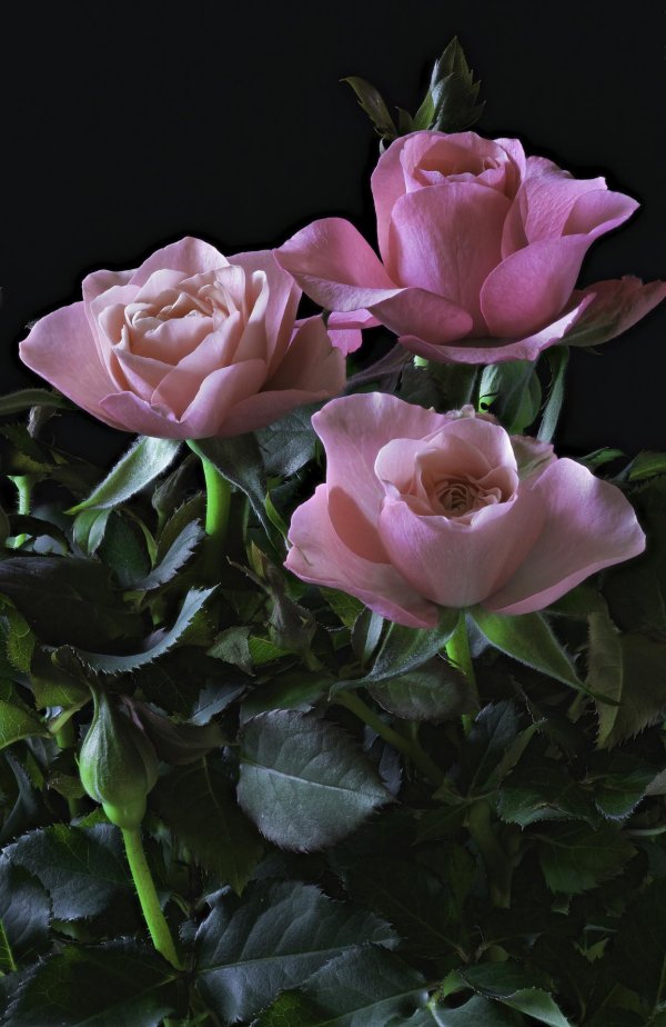 роза розовая