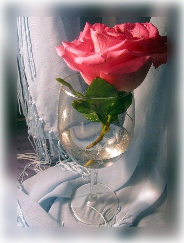 цветы в бокале
