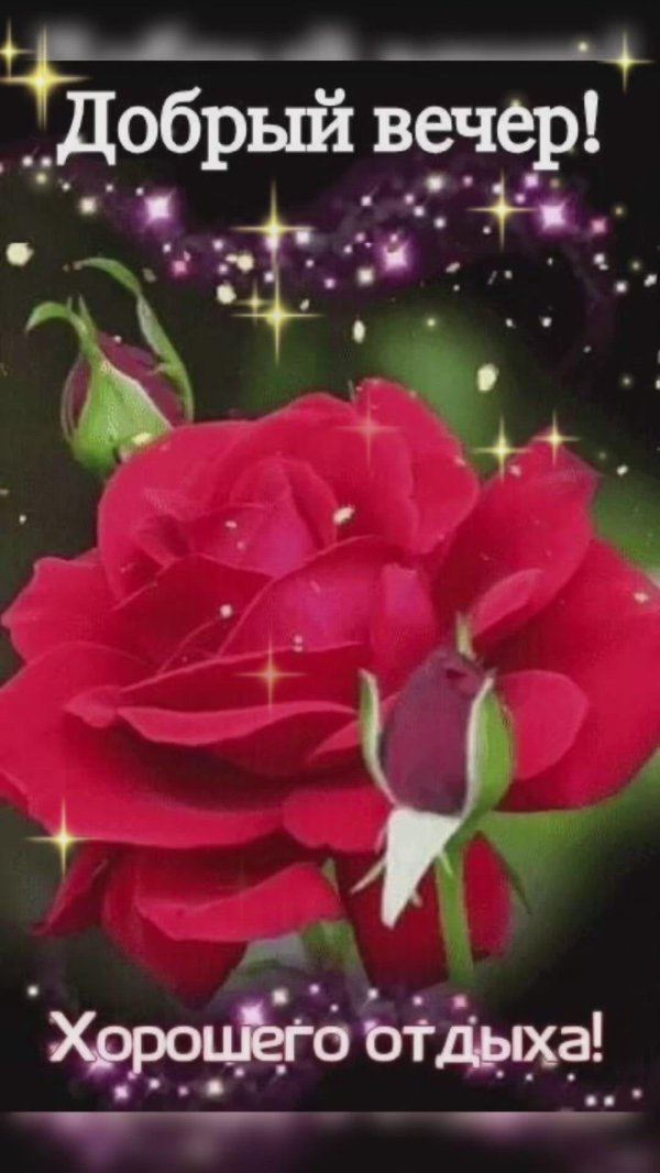 добр вечер