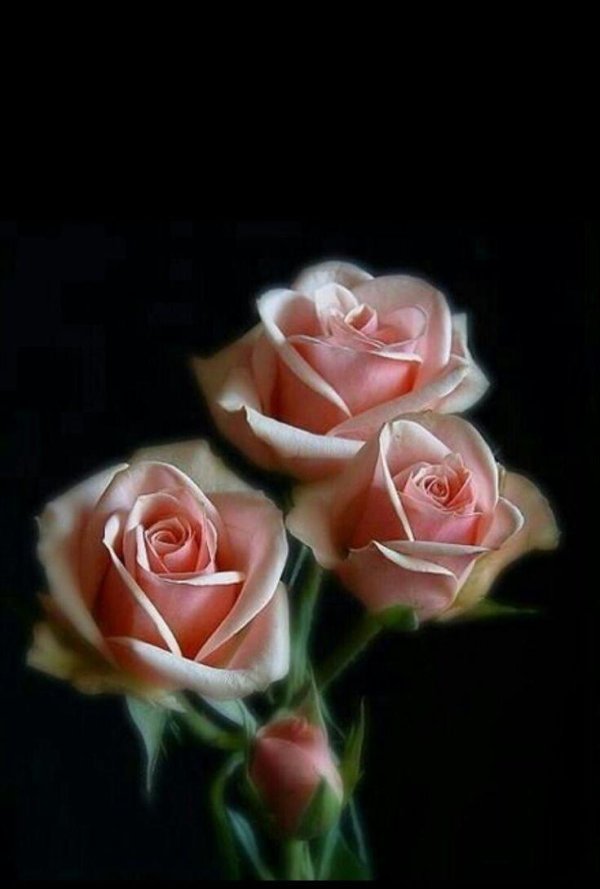 розы светлые