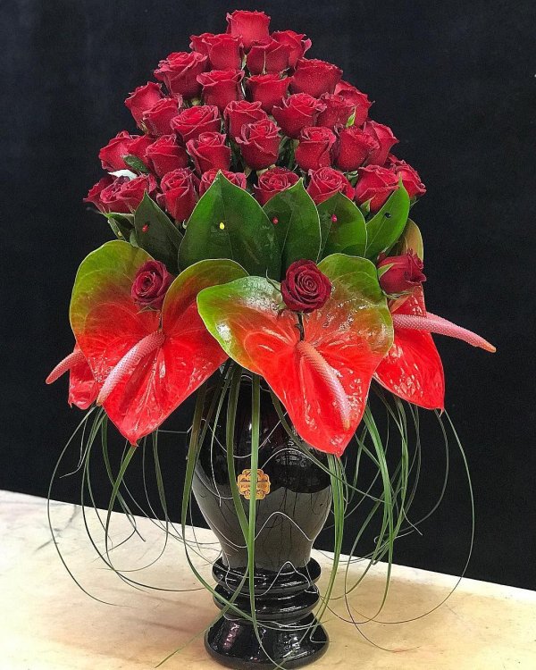 антуриум алексия глориус