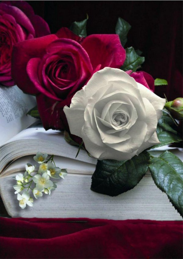 вечерние розы