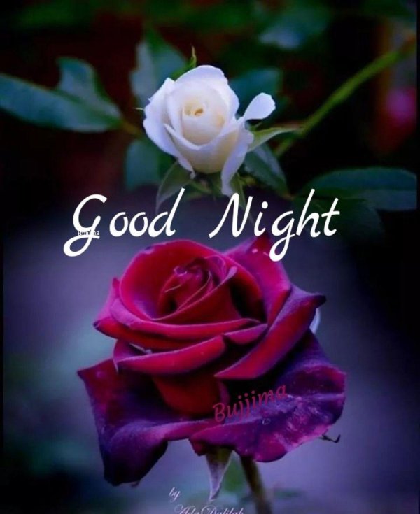 good night and sweet dreams