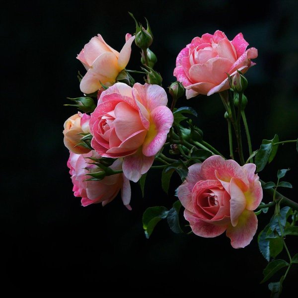 вечера прекрасного