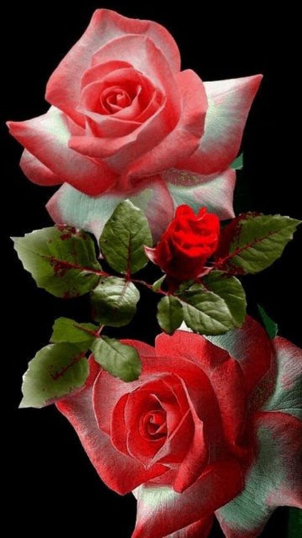 мерцающие розы