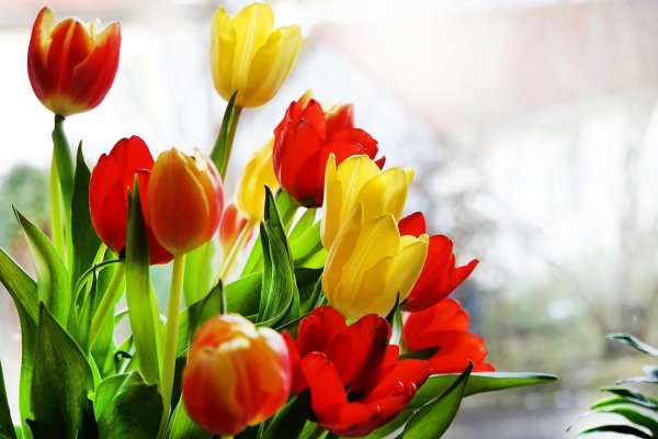 тюльпаны боке