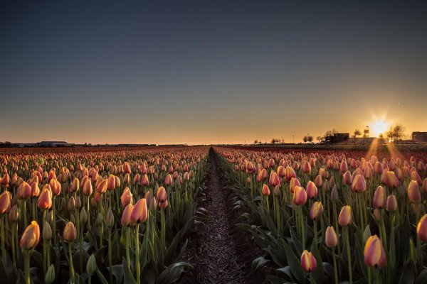 нидерланды тюльпановые поля