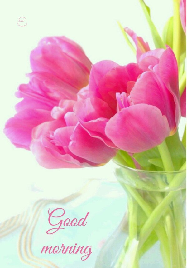 утренние тюльпаны