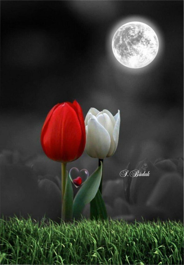 тюльпан красивый