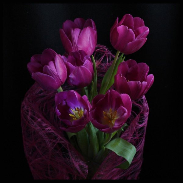 тюльпан пурпл лорд