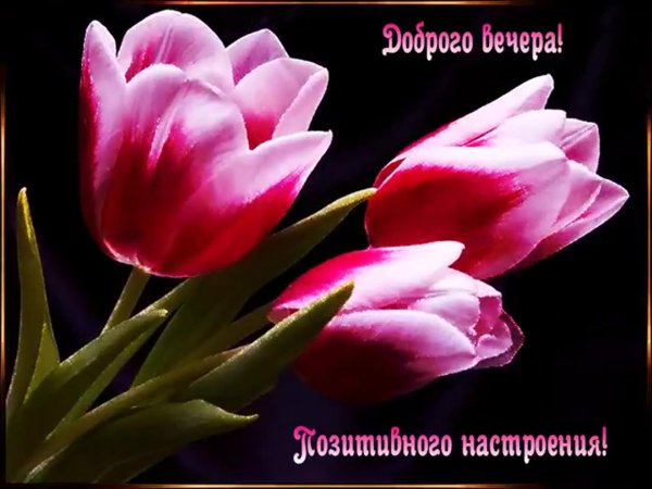 открытка доброго вечера