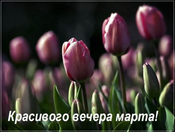 тюльпан ontario