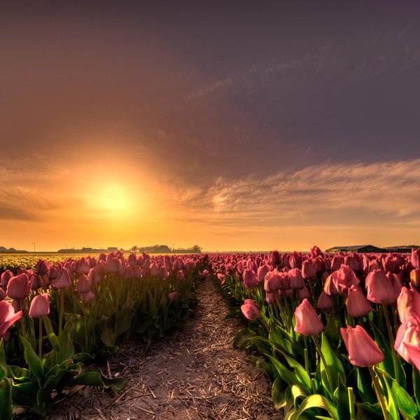 тюльпановое поле