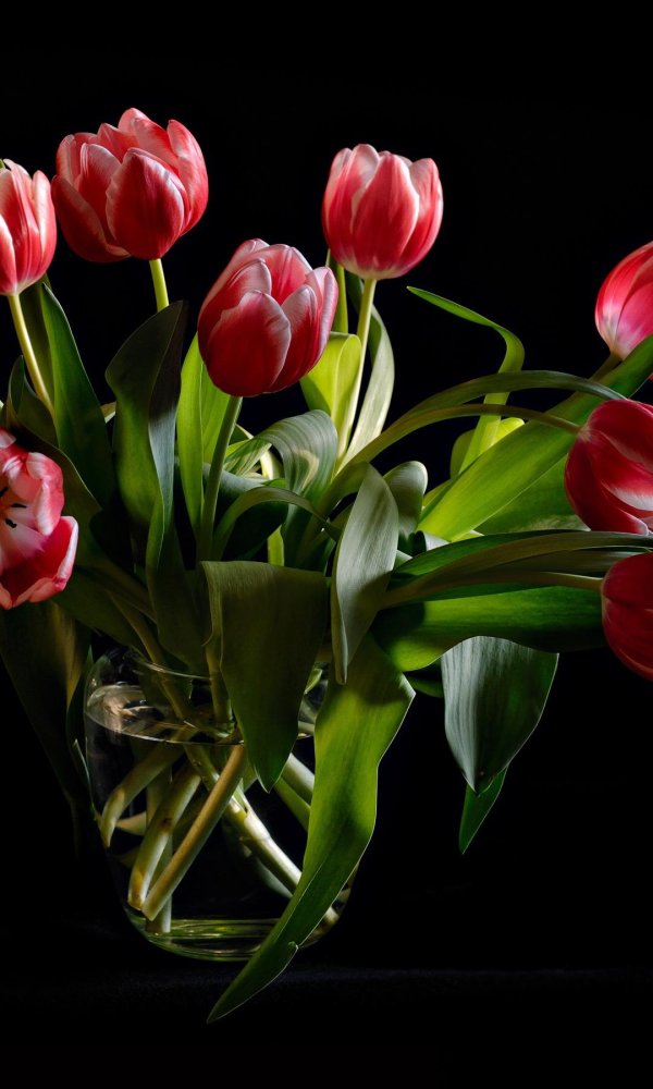 тюльпан цветок