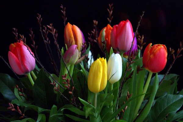 тюльпаны разноцветные