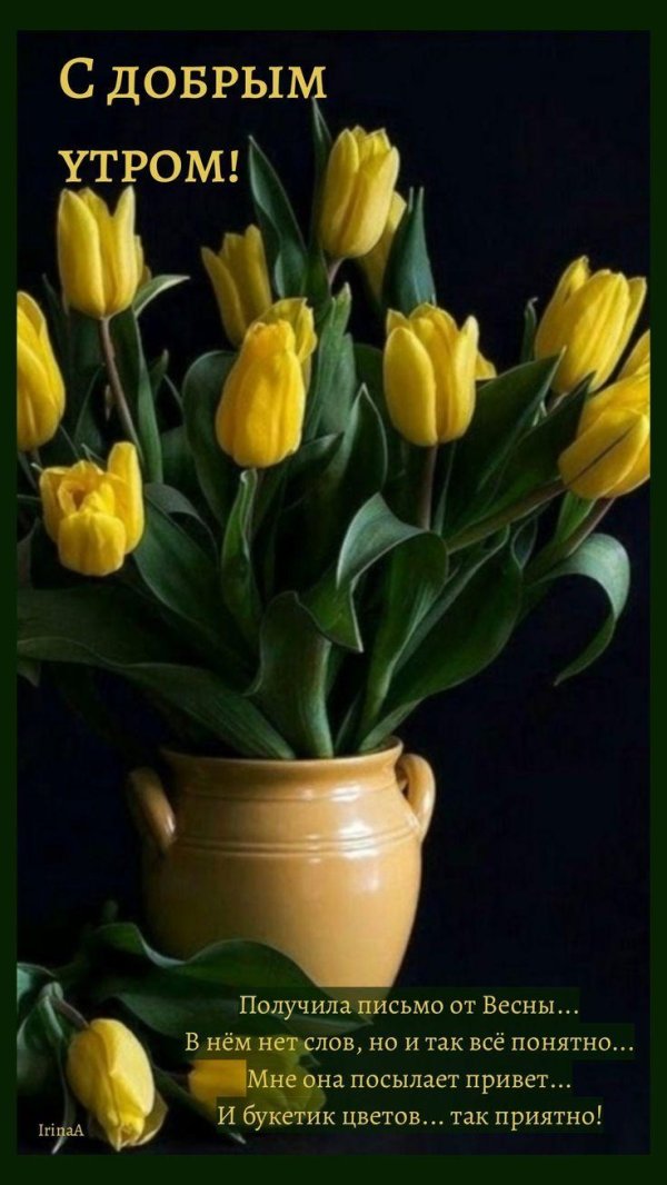 жëлтые тюльпаны