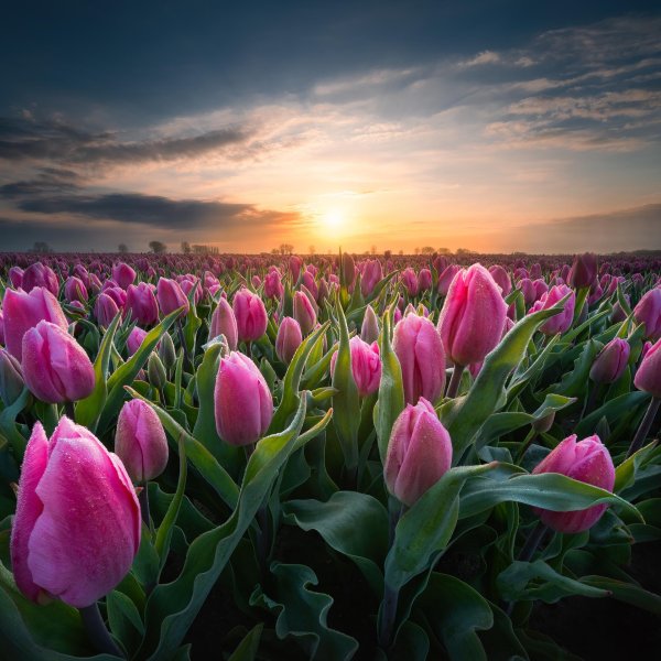 тюльпановое поле