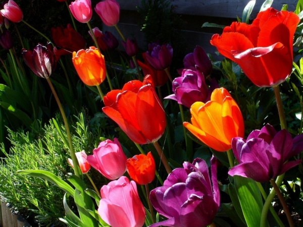 тюльпан красивый