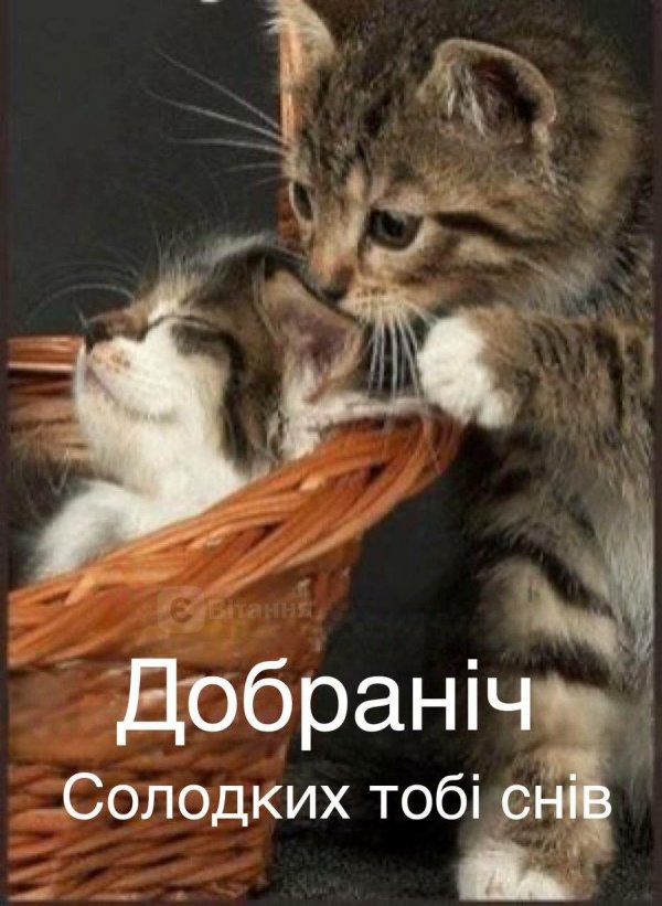 кошки сестрички