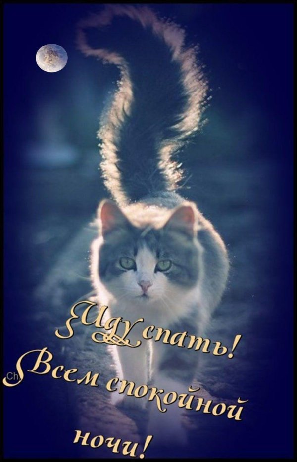 спокойной ночи светик