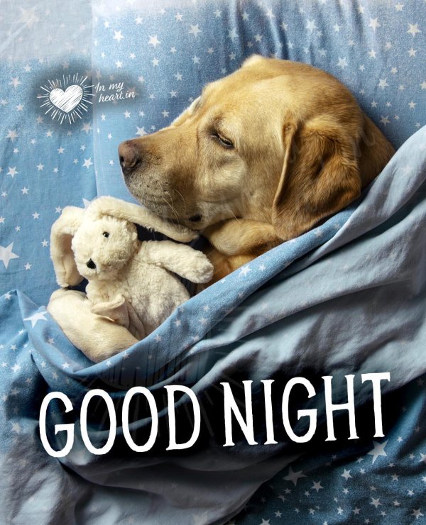 лабрадор сеттер ретривер