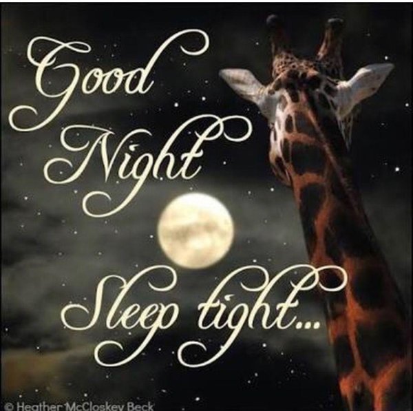 жираф ночью