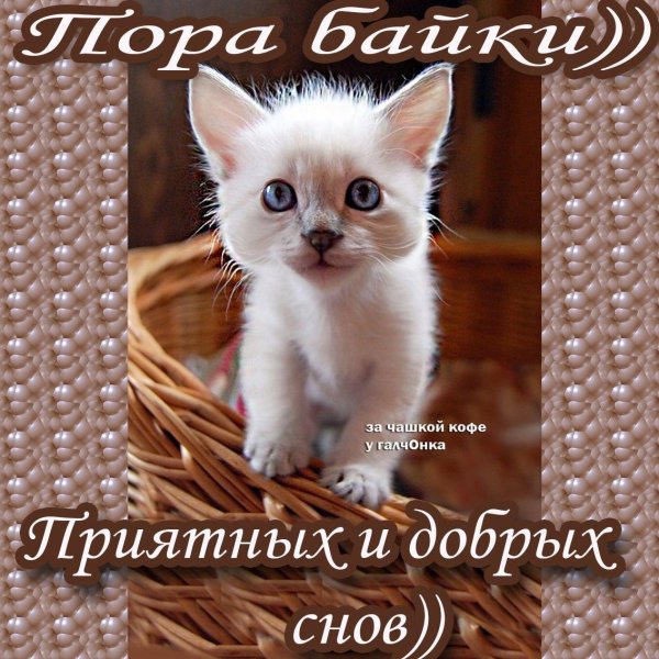 очаровательные котята