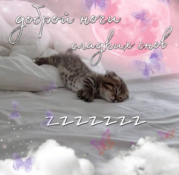 доброй ночи с котятами
