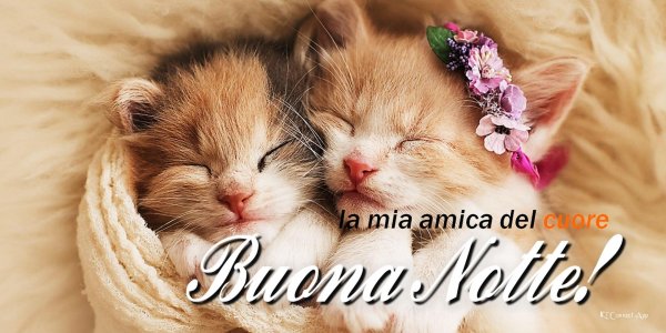 спят котята