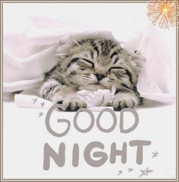 good night котики