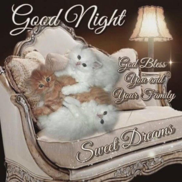 добрый вечер сживотными