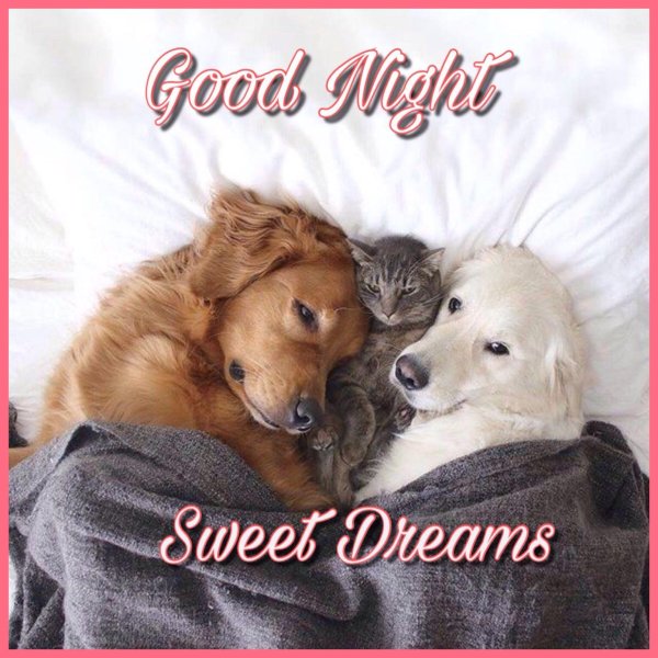 милые животные спят