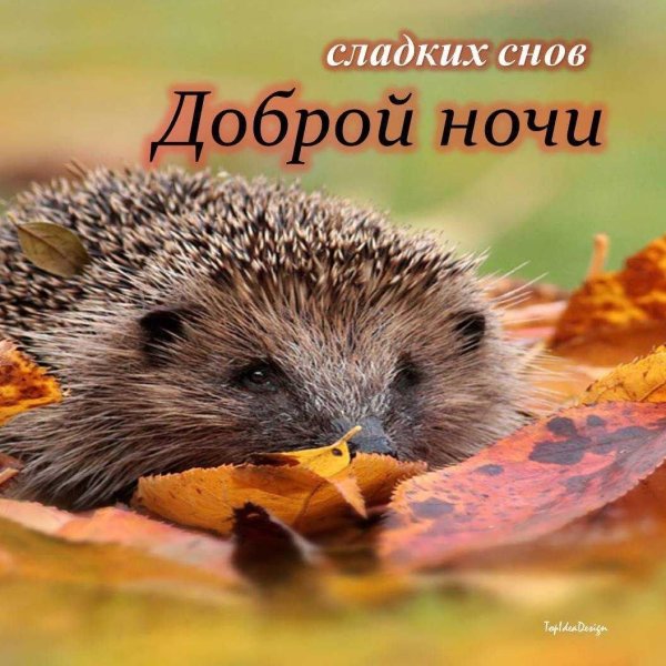 Доброй ночи с животными и надписями