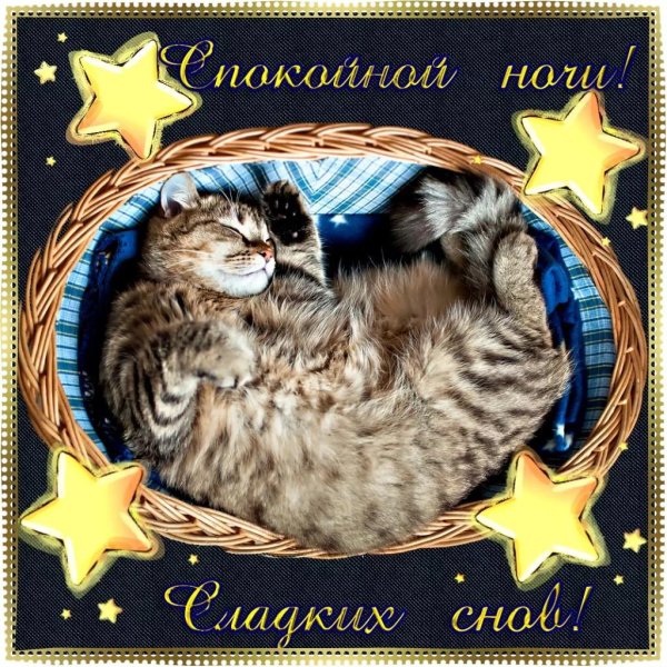 котик в корзинке