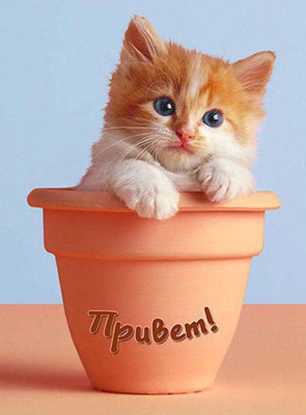 милый рыжий котенок