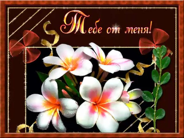 цветок плюмерия