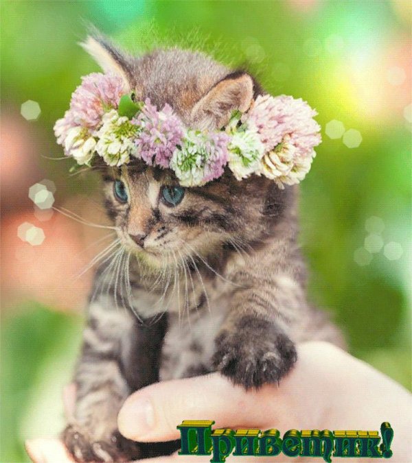 кошка в цветах