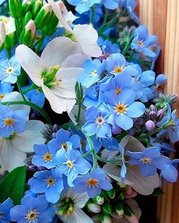 незабудка голубая