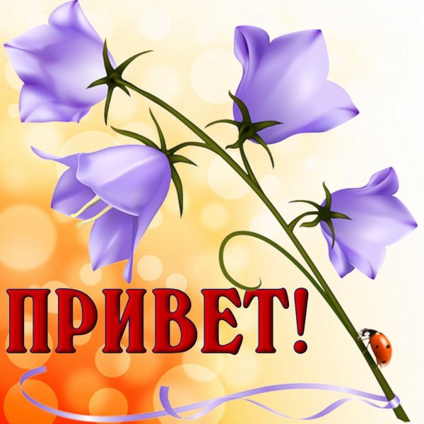 колокольчик луговой