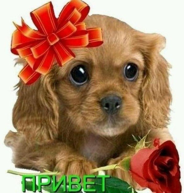 кавалер кокер спаниель